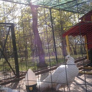 Prilep petting garden - white peacock