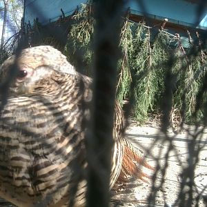 Prilep petting garden - female pheasant