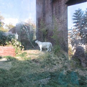 new bengal tiger exhibit