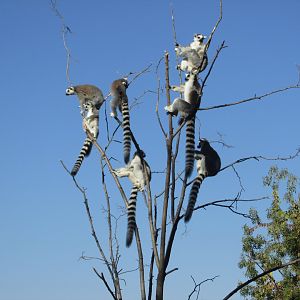 ring tail lemurs