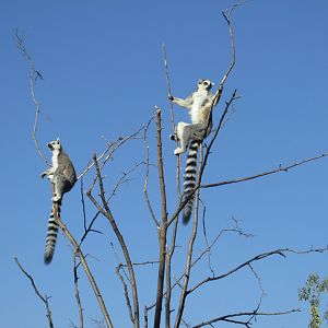 ring tail lemurs