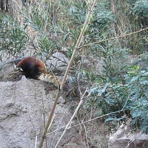 styan red panda