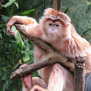 Ebony langur (Javan luntung)