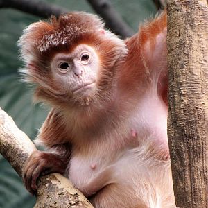 Ebony langur (Javan luntung)