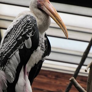 Painted stork