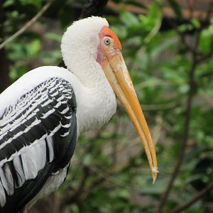 Painted stork