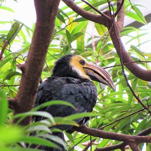South Sulawesi tarictic hornbill