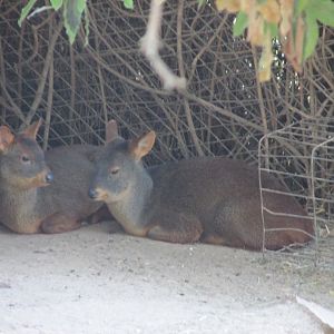 chilean pudus