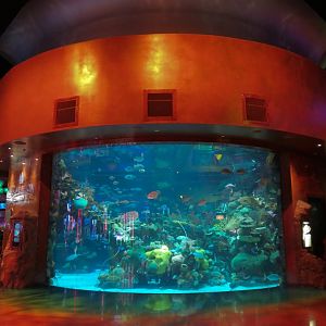 Silverton Casino Las Vegas - Mermaid Aquarium