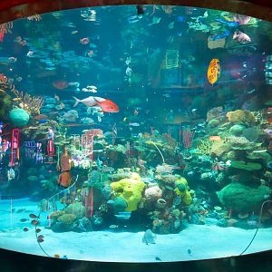 Silverton Casino Las Vegas - Mermaid Aquarium