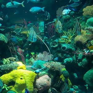 Silverton Casino Las Vegas - Mermaid Aquarium