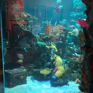 Silverton Casino Las Vegas - Mermaid Aquarium