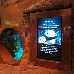 Silverton Casino Las Vegas - Mermaid Aquarium