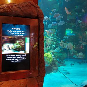 Silverton Casino Las Vegas - Mermaid Aquarium