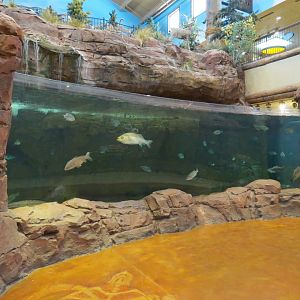 Bass Pro Shops Las Vegas - Large Open-top Tank