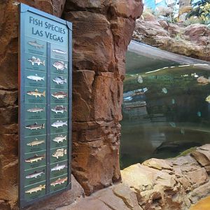 Bass Pro Shops Las Vegas - Large Open-top Tank