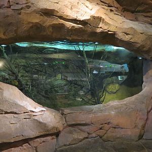 Bass Pro Shops Las Vegas - Large Open-top Tank Backside