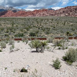 Red Rock Canyon - Desert Tortoise Habitats