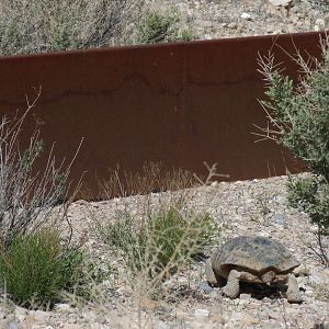 Red Rock Canyon - Desert Tortoise