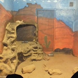 Fennec Fox Enclosure in the Nocturnal House