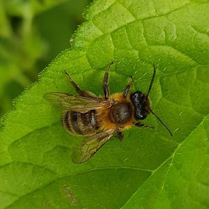 Mining bee - Andrena species