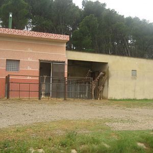Reserve Africaine de Sigean - Giraffe exhibit