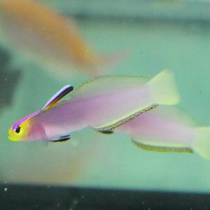 Nemateleotris lavandula