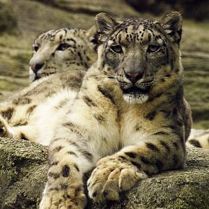 Snow leopards