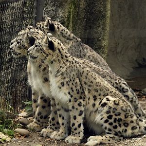 Snow leopards