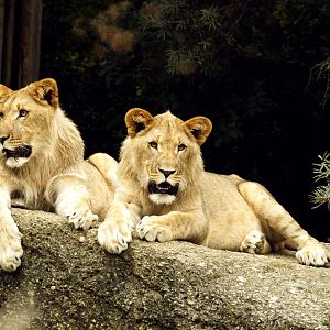 Young Kalahari lions