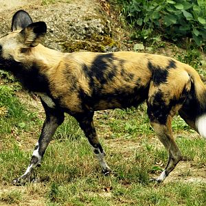 African hunting dog