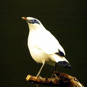 Rothschild's mynah