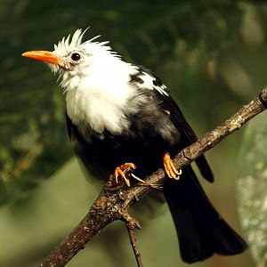 Himalayan black bulbul
