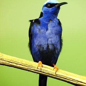 Purple honeycreeper