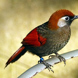 Red-tailed laughing thrush