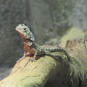 juvenile frilled lizard