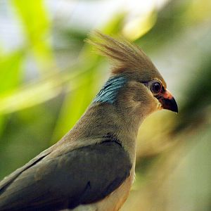 Blue-naped mousebird