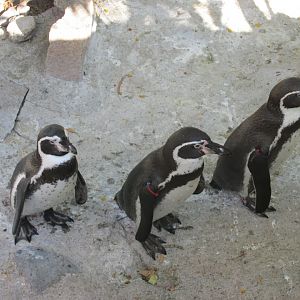 humboldt penguins