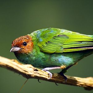 Bay-headed tanager