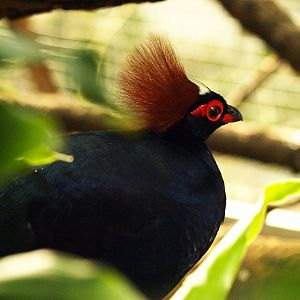 Crested wood partridge