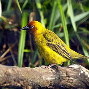 Village weaver