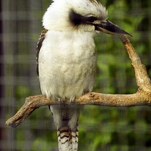 Kookaburra
