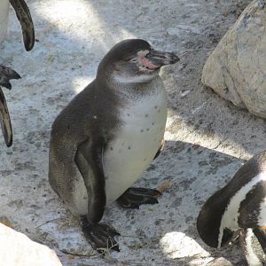 juvenile humboldt penguin