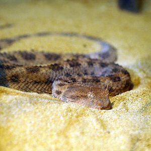 Etosha house - Horned viper