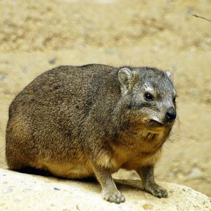 Etosha house - Hyrax