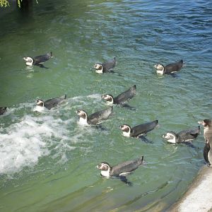 humboldt penguins