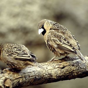 Etosha house - Sociable weaver