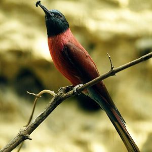 Etosha house - Carmine bee eater