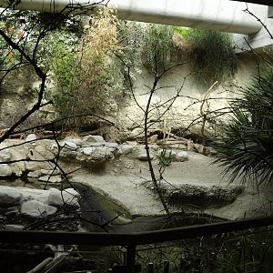 Gamgoas house - Nile crocodile exhibit