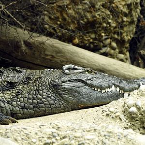 Etosha house - Nile crocodile